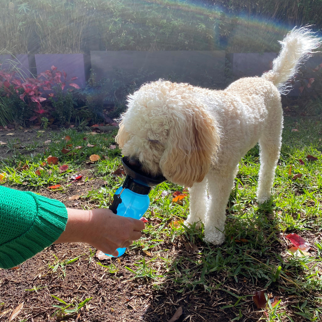 Handy Dog Travel Water Bottle