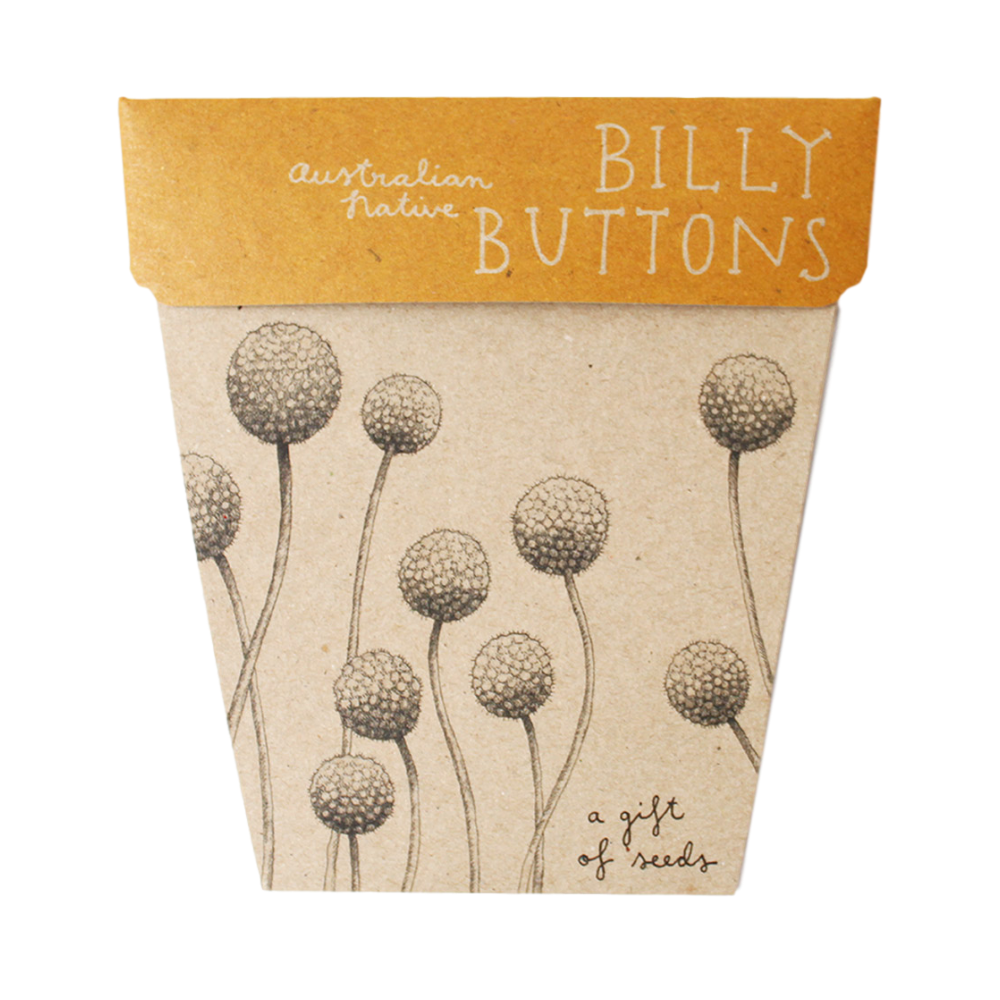 Gift Seeds -Billy Buttons