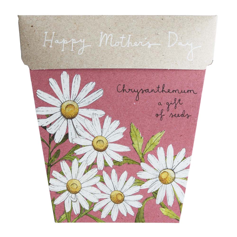 Gift Seeds Chrysanthemum Mother's Day