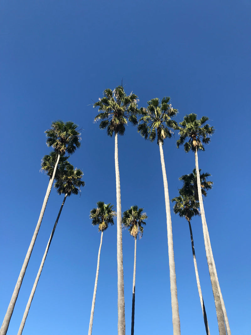 A2 Matte Print "Palm Trees Kirribilli, Sydney" (Portrait)