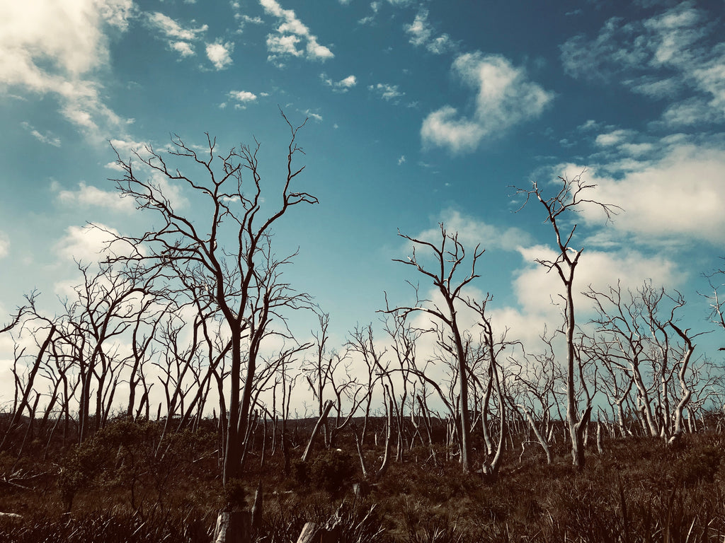 A2 Matte Print "Cape Otway" (Landscape)